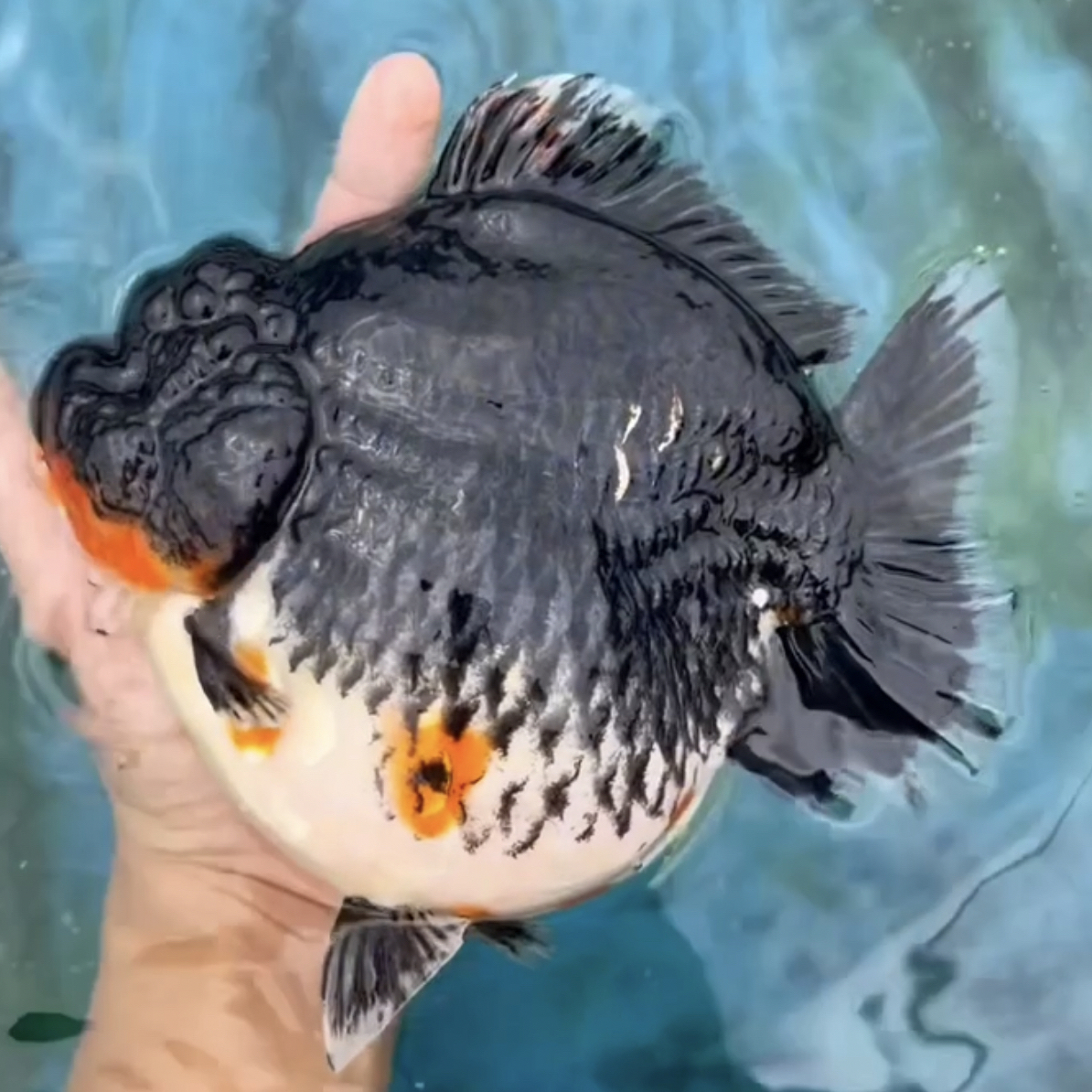 玛丽单拍金鱼苗（不包邮）