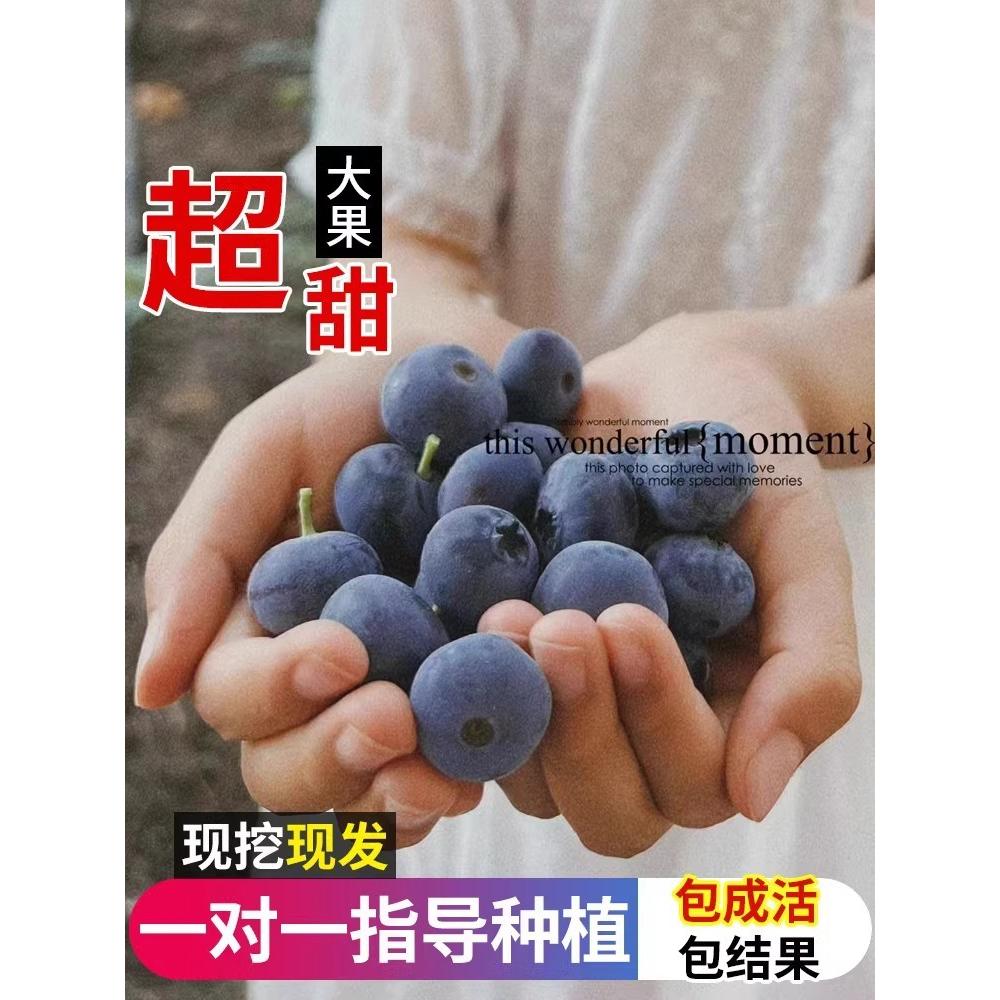 蓝莓树果苗蓝莓树苗盆栽地栽蓝莓苗南方北方种植苗奥尼尔兔眼果树