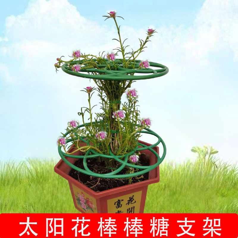 太阳花棒棒糖支架单层多层支撑架植物造型爬藤固定架蟹爪兰支撑杆