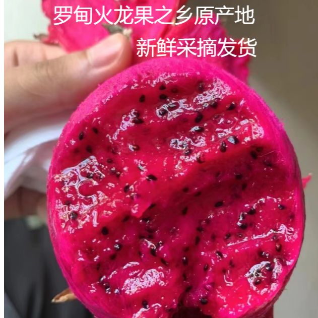 （大果顺丰发货）贵州罗甸红心火龙果树上成熟坏果包赔新鲜采摘