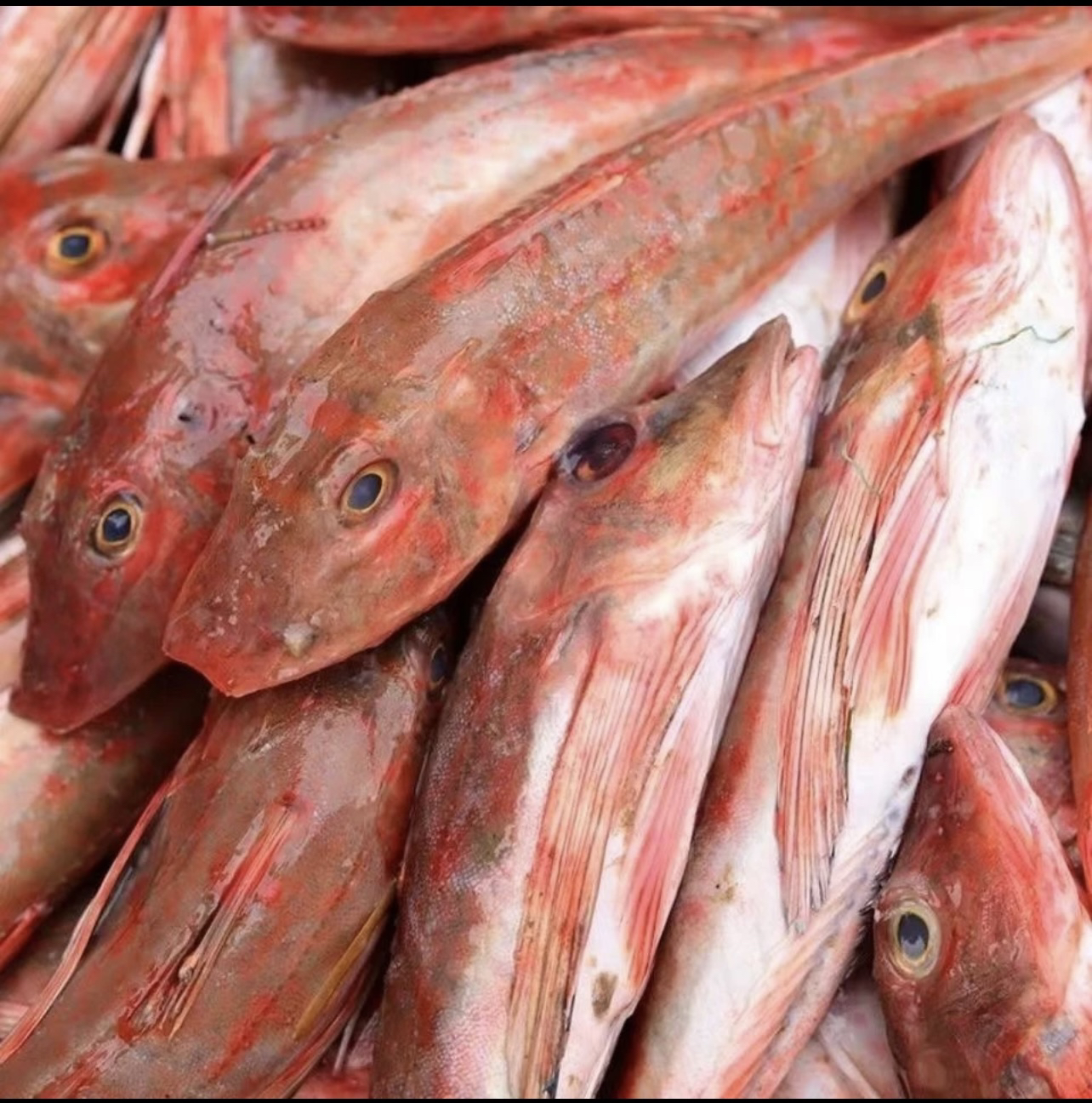 潮汕神泉港 红甲鱼 杀好一包8两 发5包