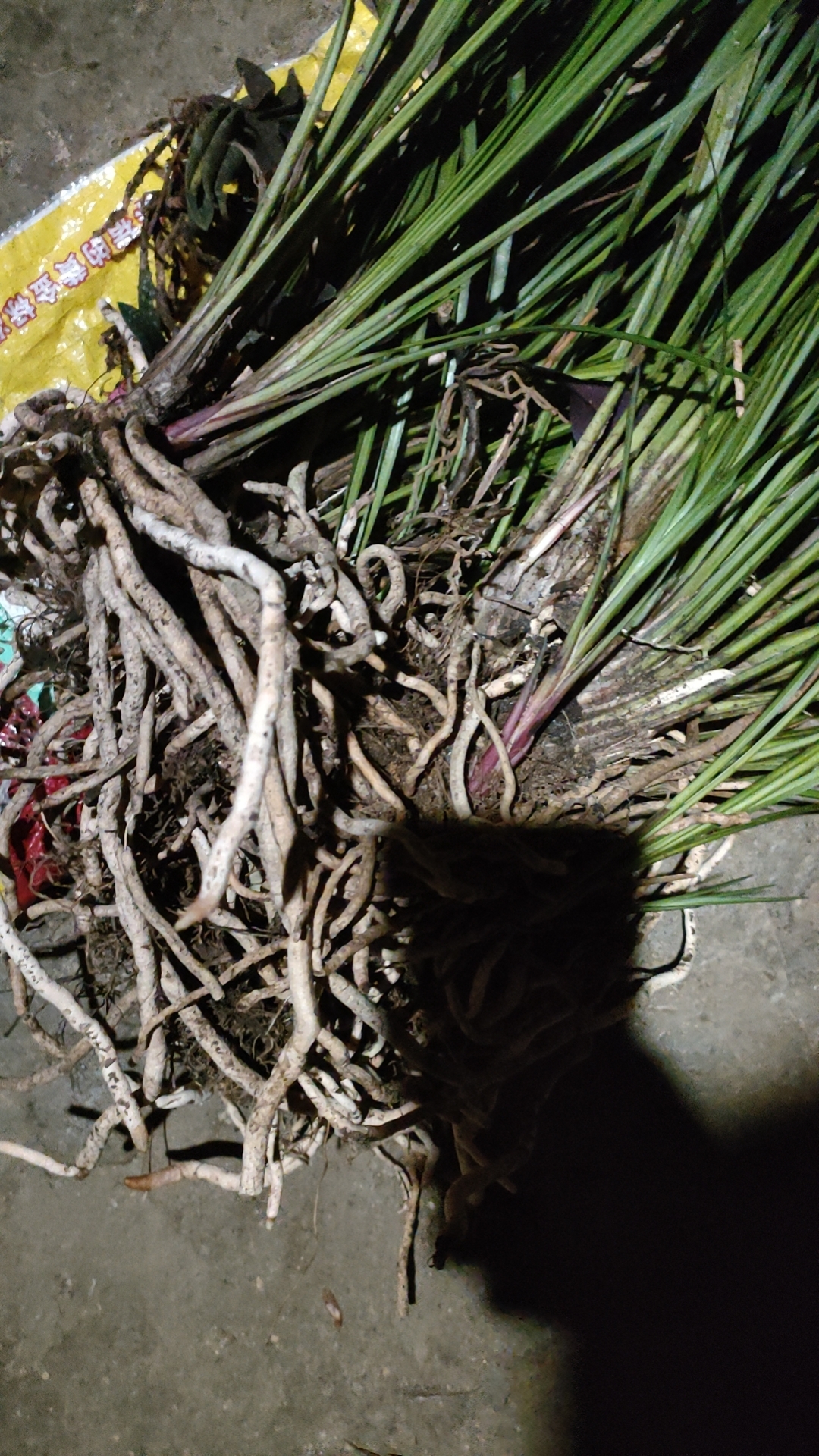 各种兔子送春秋枝录兰春兰石斛等，养植以及销售