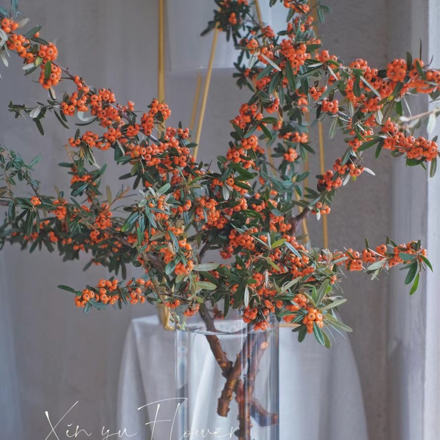 【火棘果】火把果小众花材水培植物