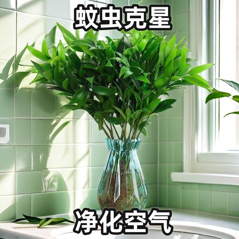 夏季防蚊大气驱蚊竹柏植物水培绿植盆景室内盆景四季好养桌面花卉