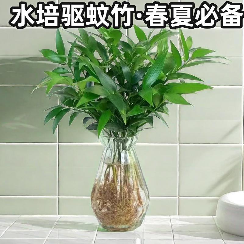 驱蚊竹柏绿植水养客厅盆景植物盆栽花卉办公室内防蚊好养易活水培