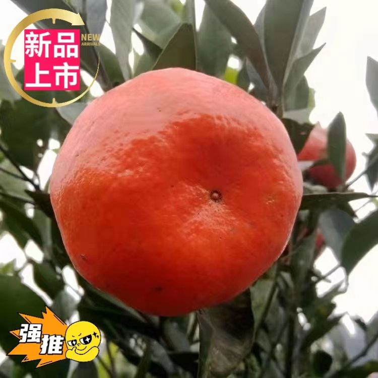 万州古红桔新鲜发货陈皮原料五斤包邮