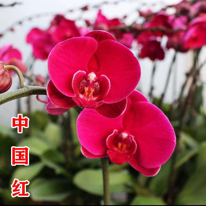 中国红蝴蝶兰带花剑花苞蝴蝶兰大苗盆栽兰花苗客厅室内外花卉植物