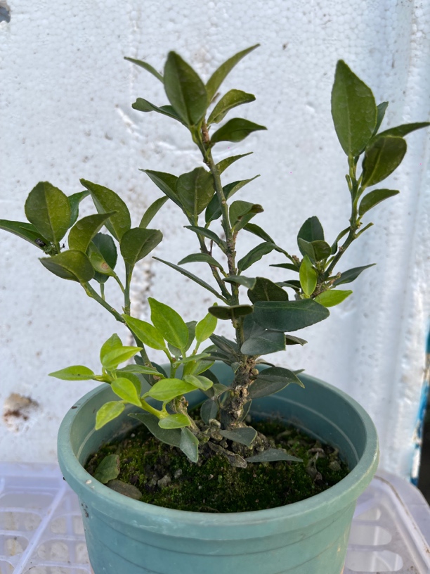 日本八房柑，开白色花挂果八房柑八房柑盆景