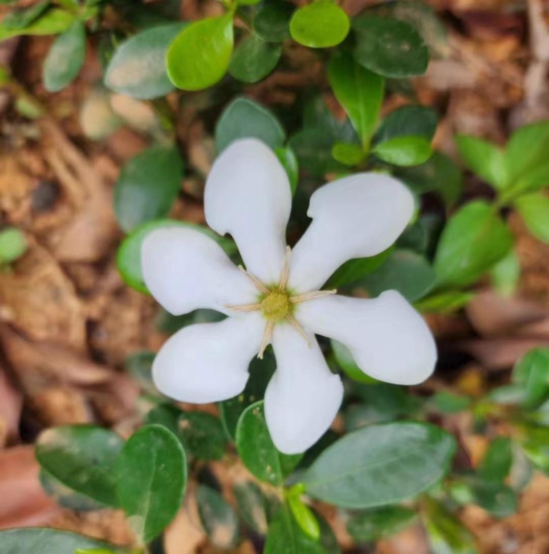 栀子花，直播间一物一拍