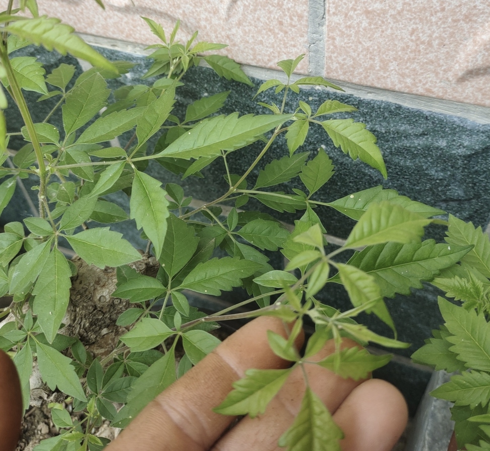 黄荆盆景，直播间专用一物一拍