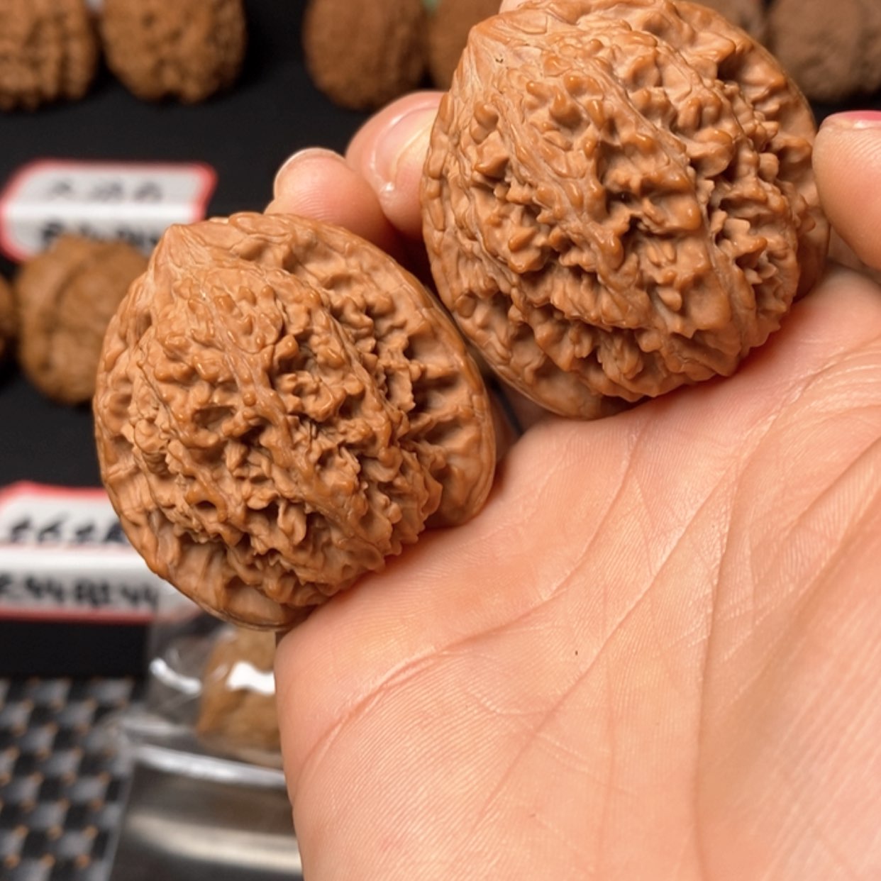 【闪购商品】满天星41