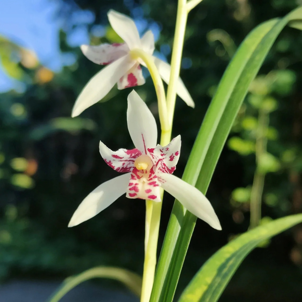 一物一拍  精品兰花 （勿私下拍）