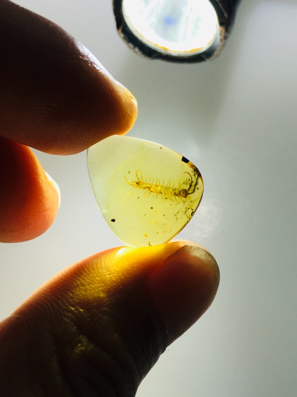 缅甸天然琥珀虫珀/蜈蚣