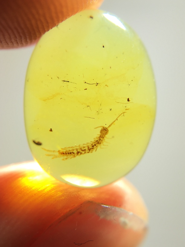 缅甸天然琥珀/蜈蚣标本