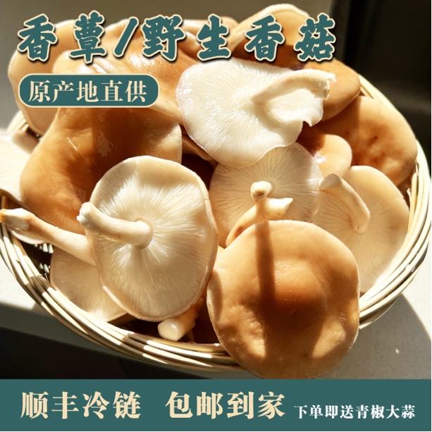 [直播福利]云南香菌 香菇 香菌 香信