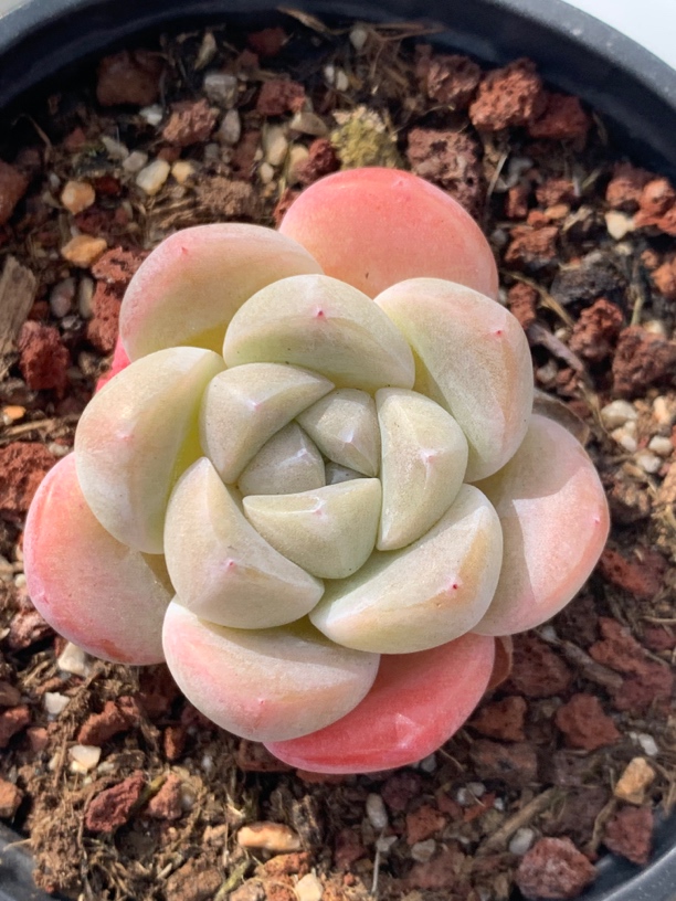 多肉直播通用4号链接 群生不包整