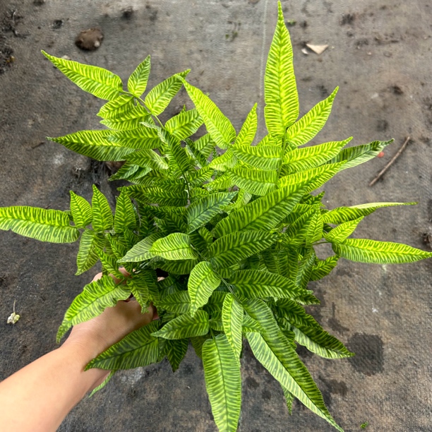 黄金斑马蕨室内高档蕨类植物四季常青喜湿耐阴观叶绿植花卉