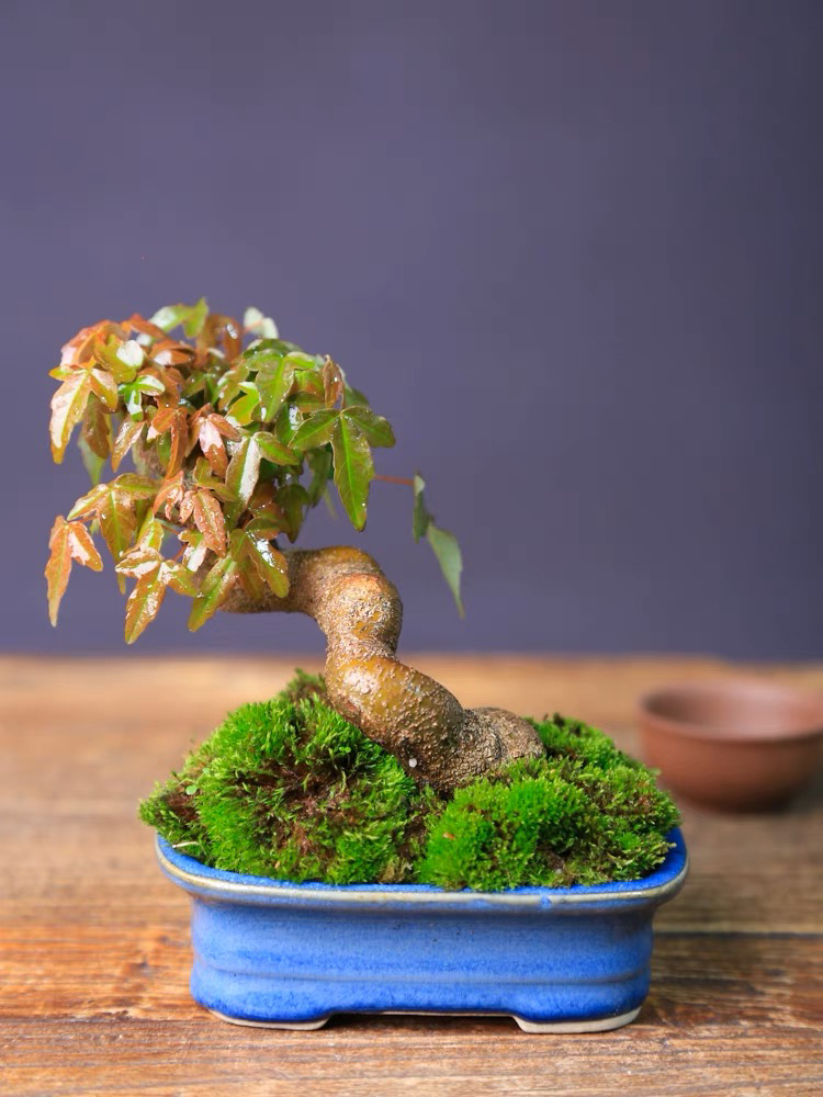 黑松老桩唐枫盆景三角枫童子功小叶榔榆济州等直播间一物一拍