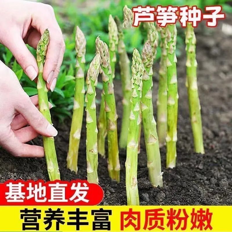 春季品芦笋种子四季种植蔬菜之王进口绿芦笋种籽抗热室外蔬种子