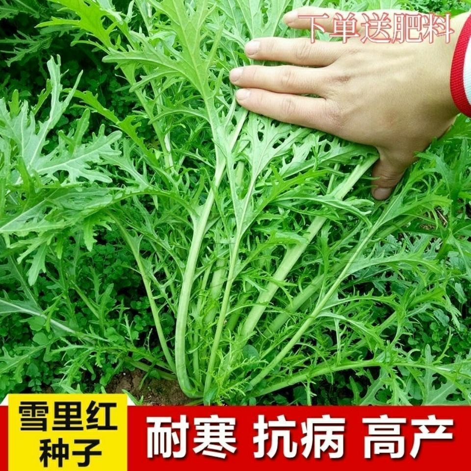 春季品细叶雪里红种子雪菜咸菜种子蔬菜种孑农家秋冬室外蔬种子