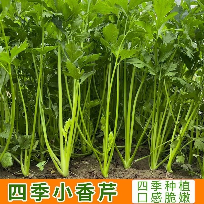 春季品四季小香芹种子高产易种耐热耐高温芹菜菜籽种室外蔬种子