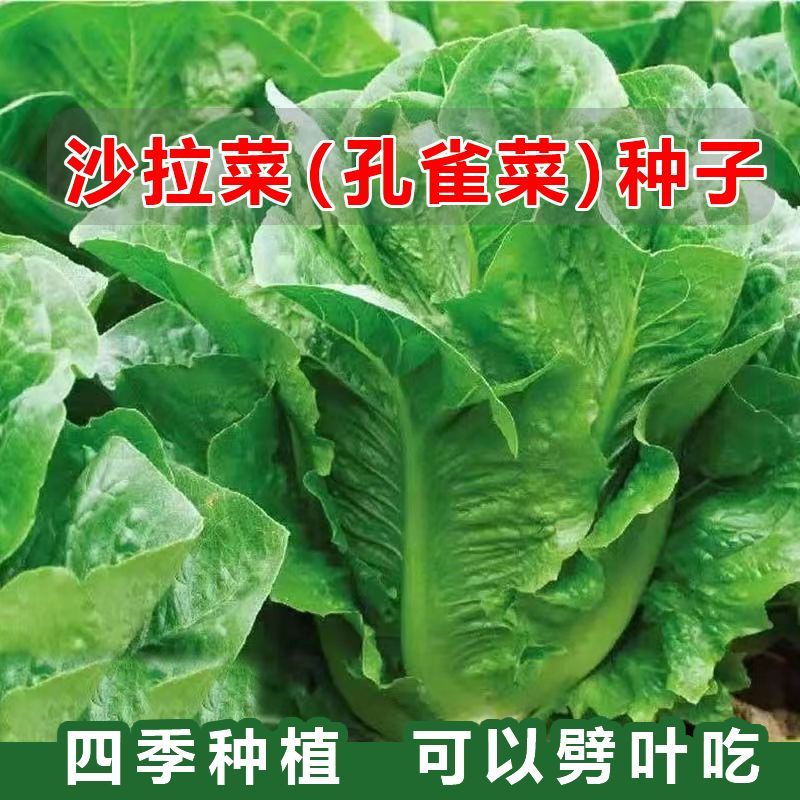 春季品孔雀菜种子沙拉菜种籽罗马生菜种孑四季快菜盆室外蔬种子