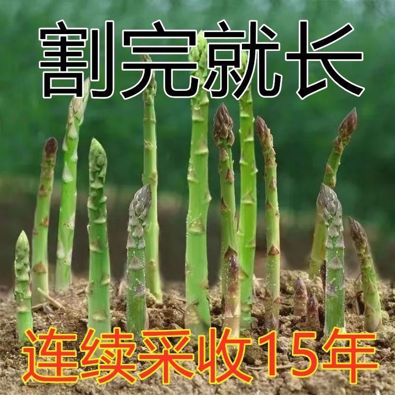 春季品芦笋种子四季种植蔬菜之王进口绿芦笋种籽抗热室外蔬种子