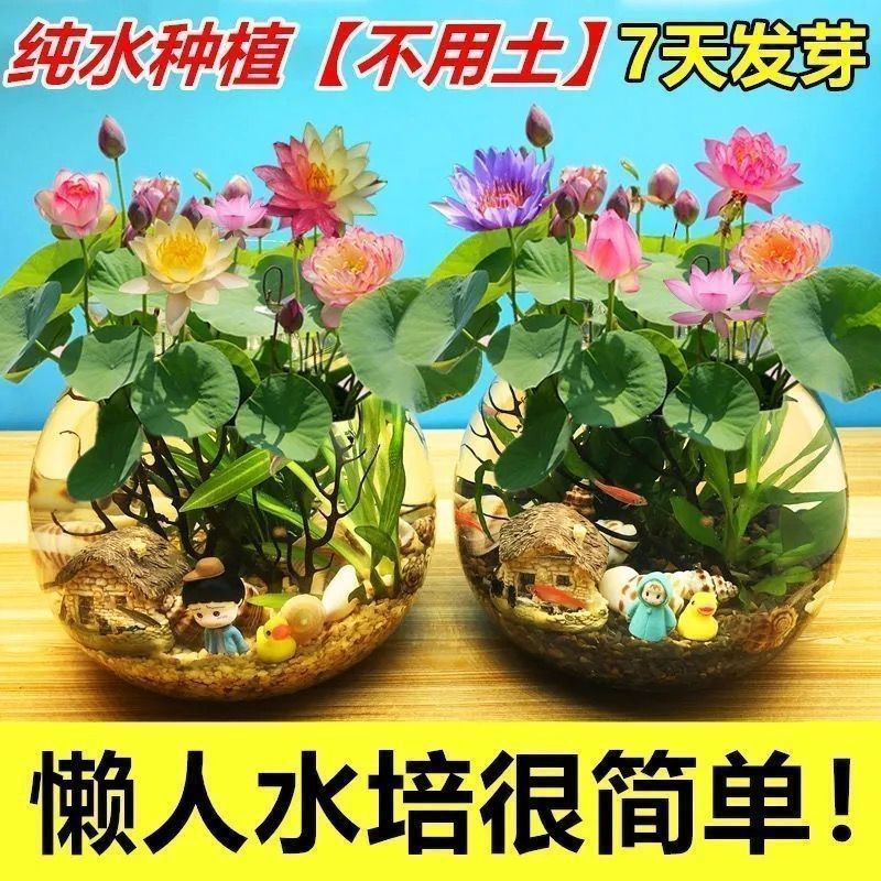 春季品无土水培碗莲花种子水养生植物睡莲荷花四季花盆种种子