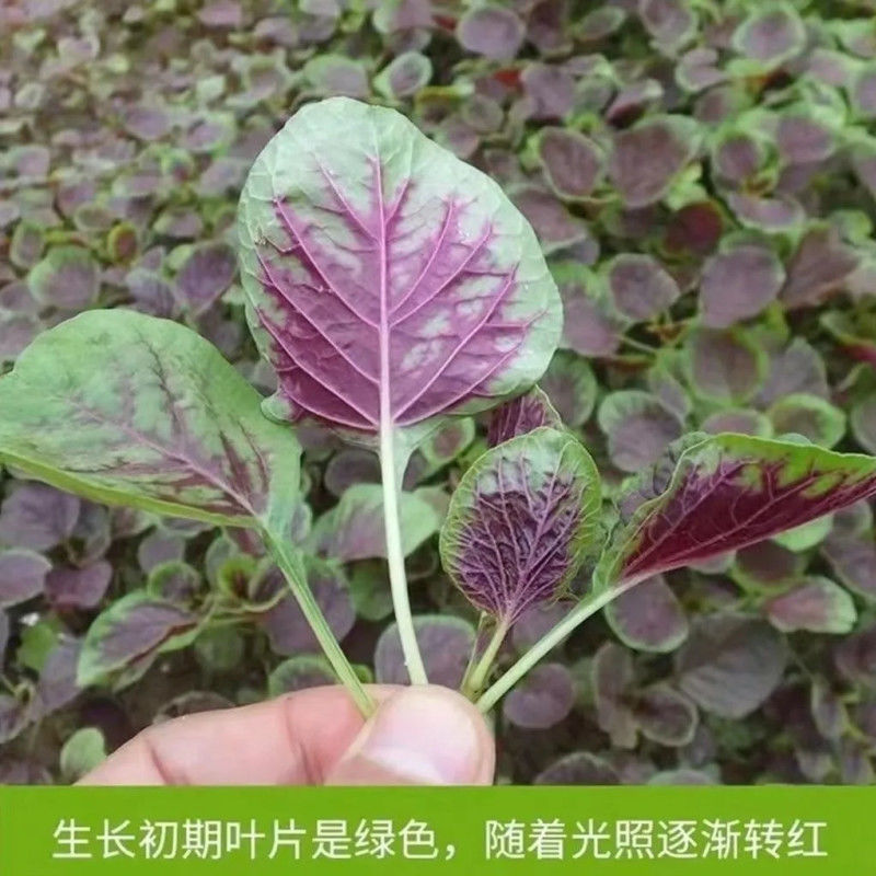 春季品红苋菜种子圆叶速生蔬菜种子阳台盆栽菜地均可室外蔬种子