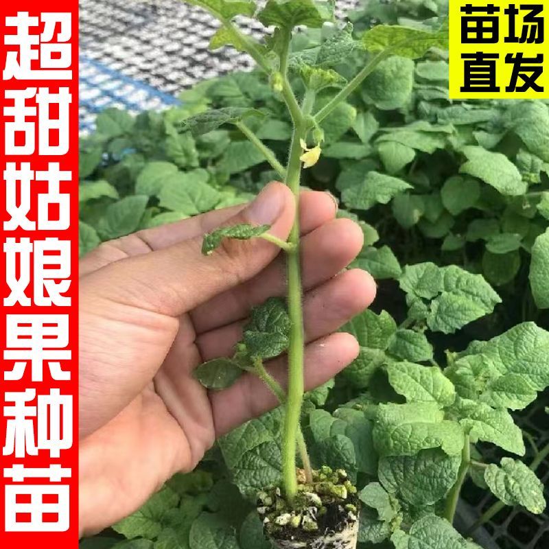 春季品懒汉西瓜水果姑娘果苗子种子阳台盆栽种苗东北花盆种种子