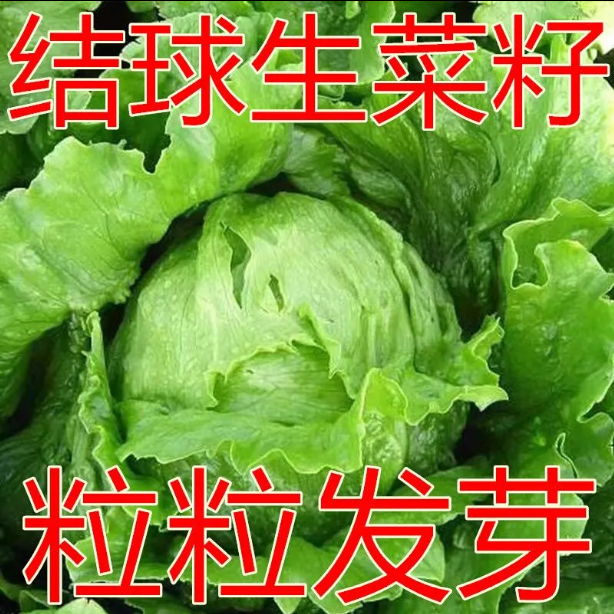 阳台结球生菜甜脆汉堡生菜种子脆嫩爽口生吃生菜种籽盆栽四花盆种