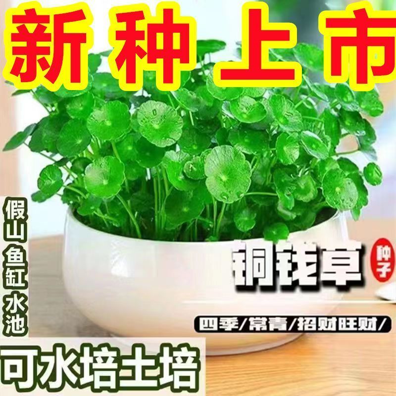 阳台【热卖中】铜钱草种子水培办公室盆栽花卉绿植金钱草绿萝花盆种