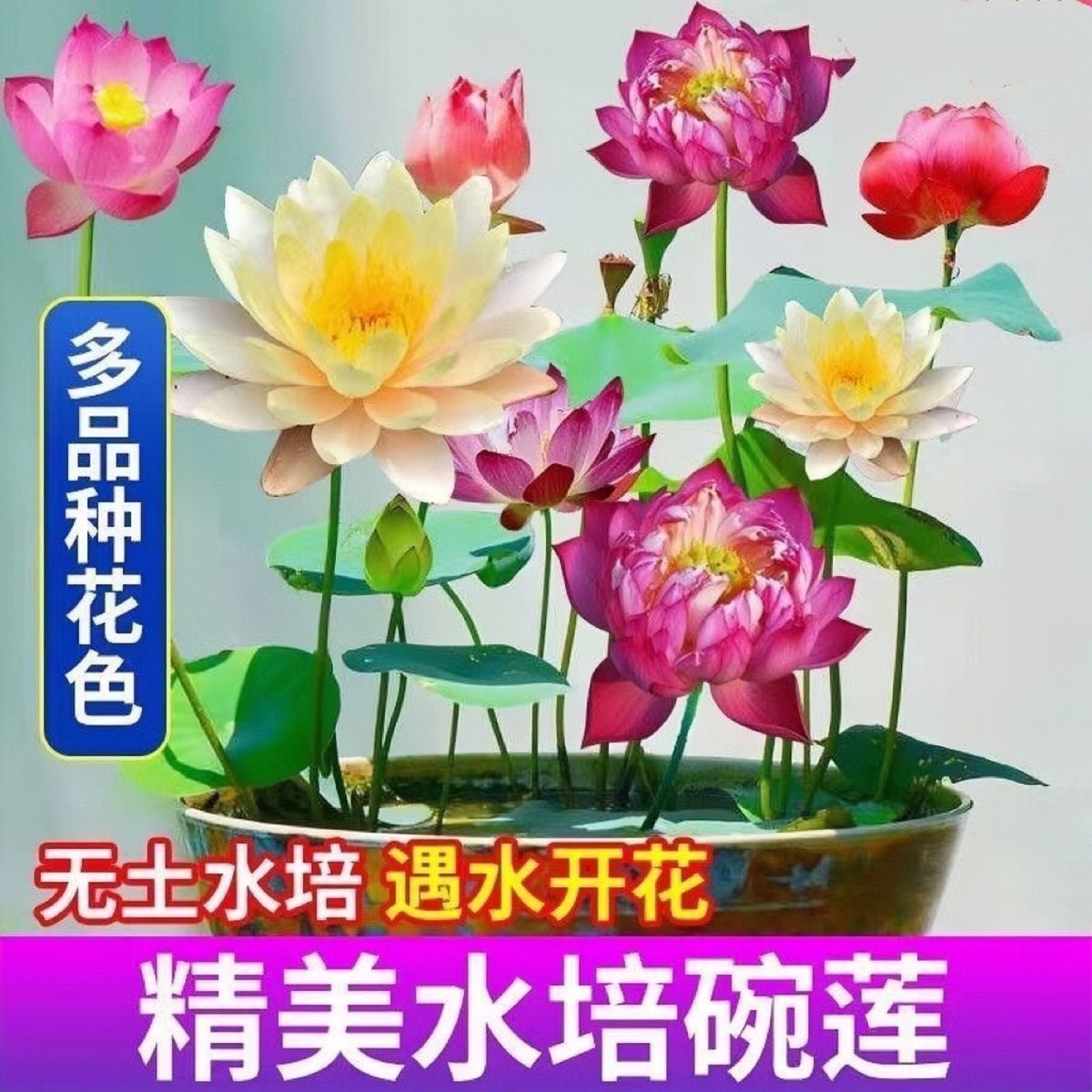 春季品碗莲荷花水养莲花四季开花水培水养绿植睡莲荷花盆栽种子