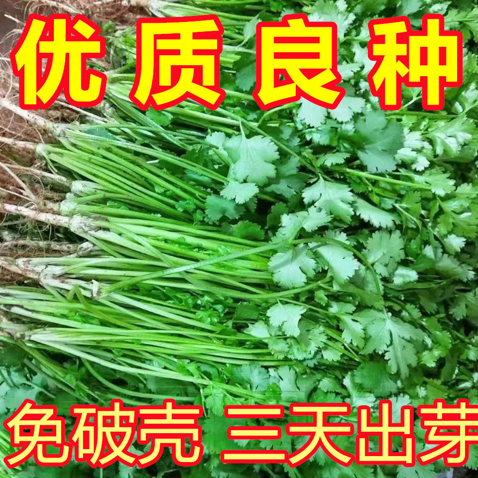 阳台【三天发芽】四季快速香菜阳台室内花卉盆栽大叶耐热耐寒花盆种