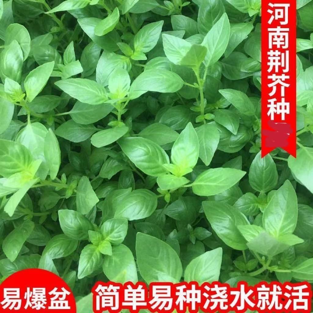 阳台【开春亏冲】荆芥菜籽河南大叶荆芥种子菜种子蔬菜种子泡花盆种