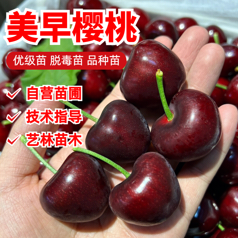 美早大樱桃苗车厘子树苗盆栽北南方种植地栽嫁接樱桃树苗当年结果