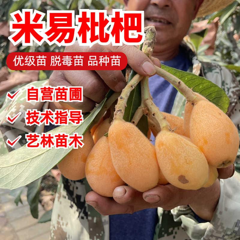 米易枇杷树苗嫁接大五星红沙枇杷树果苗特大南方北方庭院盆栽地栽