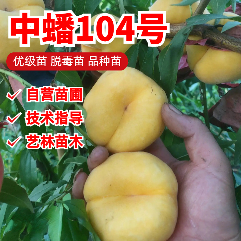 新品种晚熟大果黄金蟠桃树苗中蟠104蟠桃苗南北方果树苗盆栽地栽
