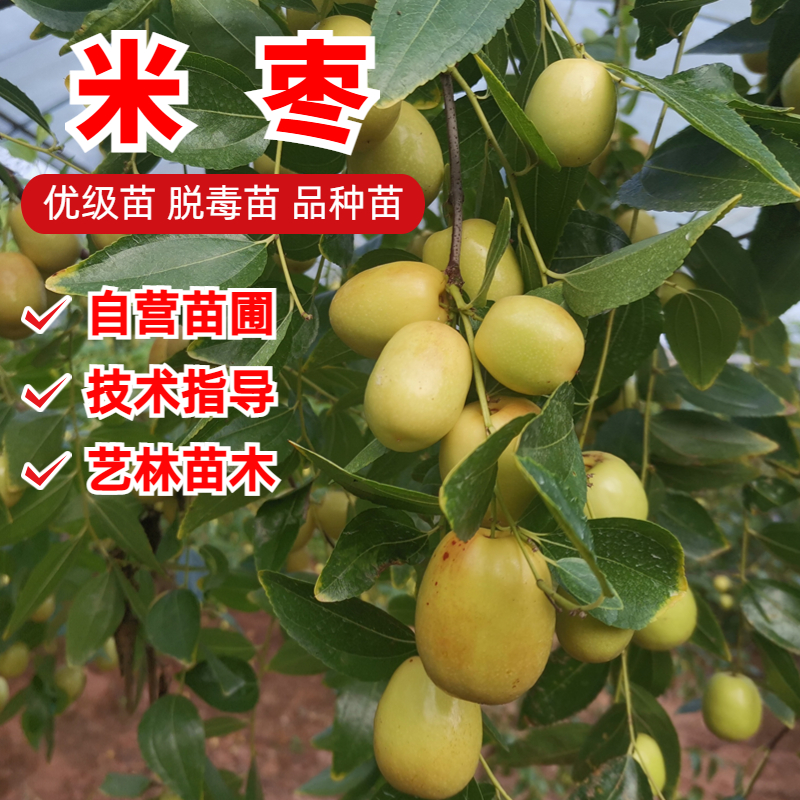 枣树活苗嫁接四川崭山米枣树苗脆甜枣子苗果树盆栽地栽南北方种植