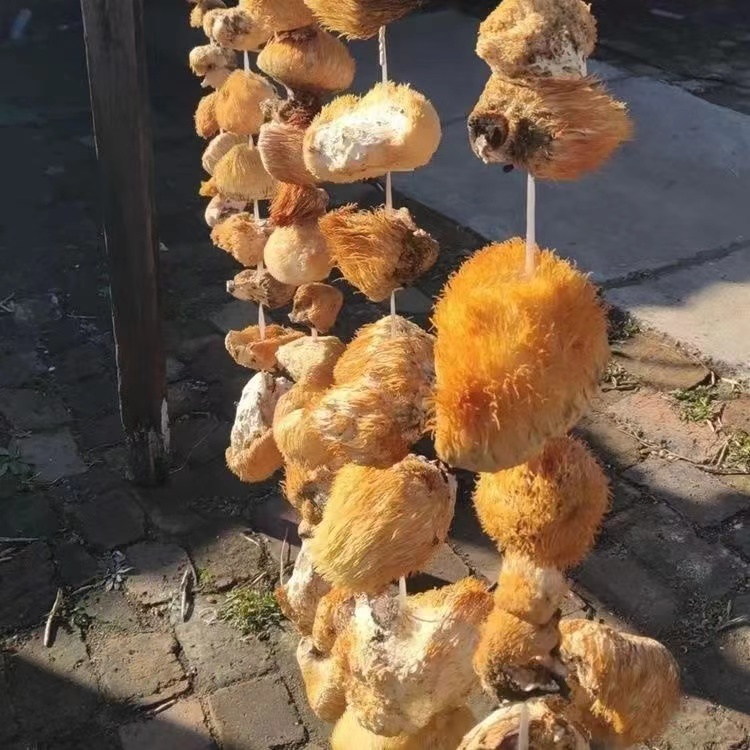 农家食用农产品干货特产猴头菇