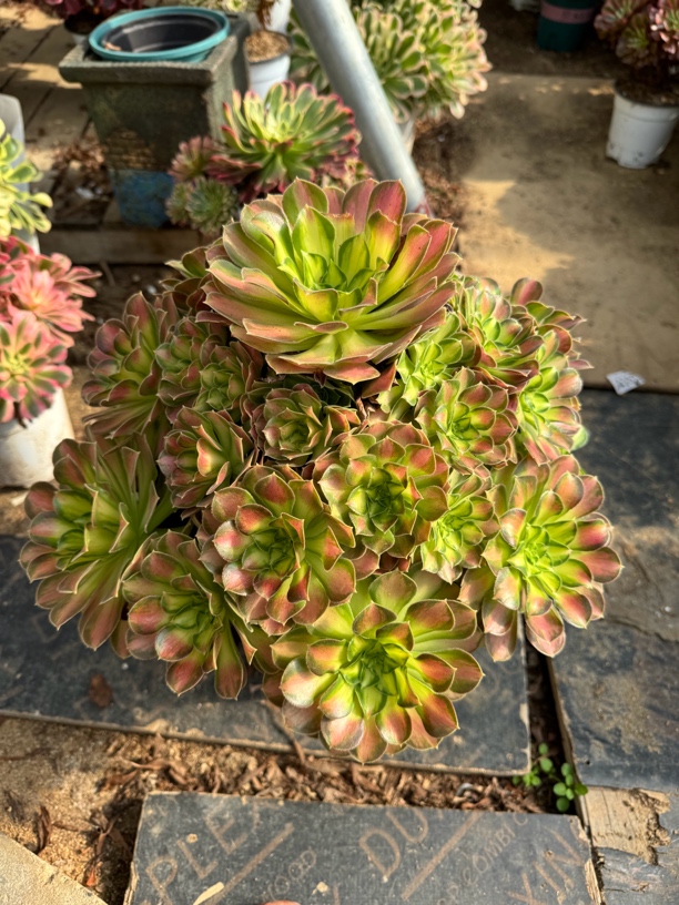 老林多肉园艺韶华大捧花冠服40