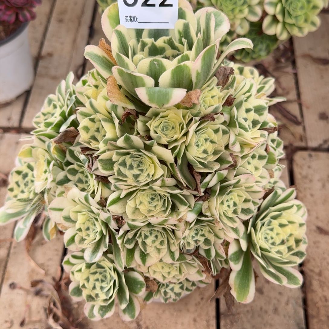 【闪购商品】522多肉