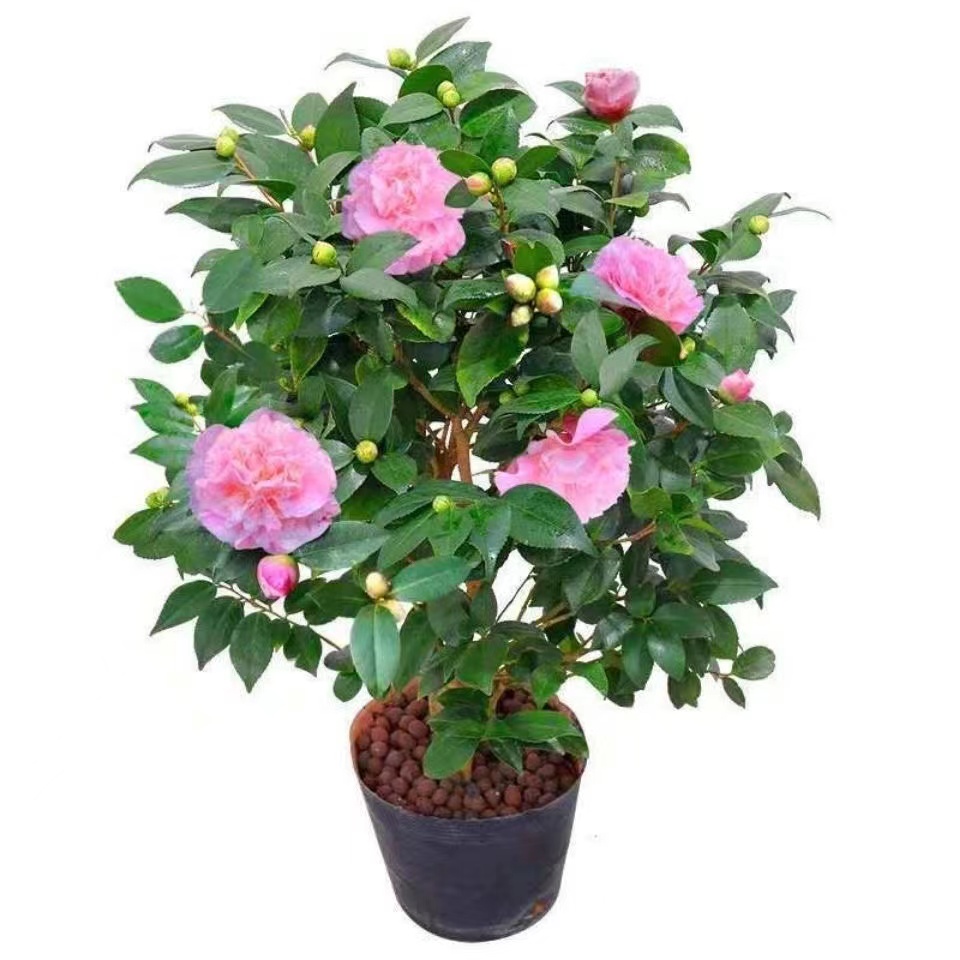 香妃茶花多生年苗浓香型粉色带花苞好养易活重瓣室内外耐寒
