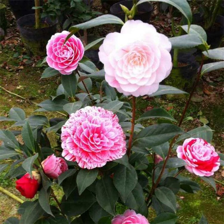 五色赤丹盆栽花卉地栽绿植花卉