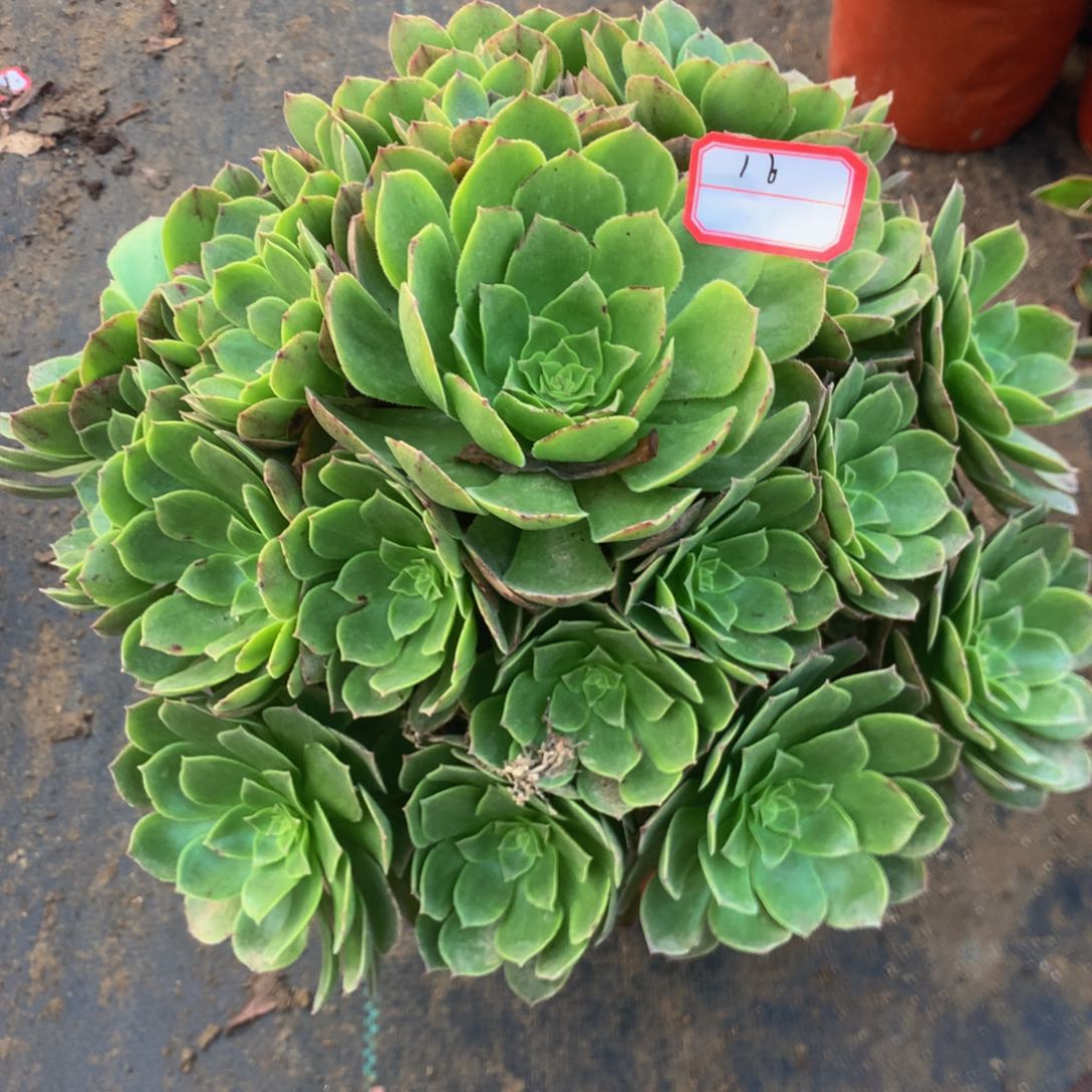 1666万绿多肉多肉植物
