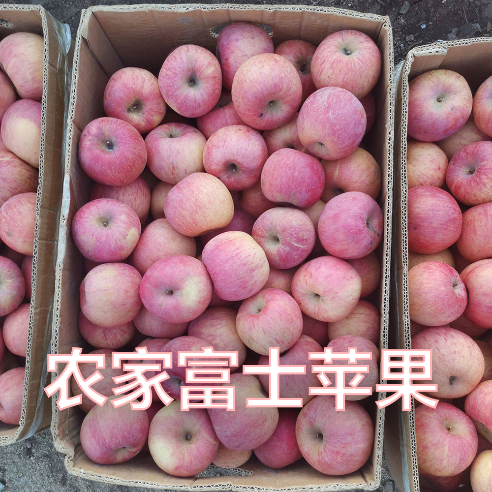 【包邮】农家富士苹果果园直发5斤装好吃应季营养水果口感脆甜