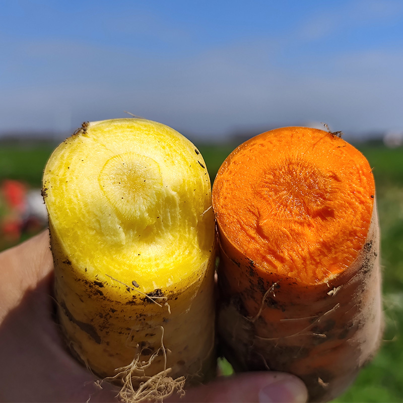 新疆冰糖心黄萝卜抓饭专用应季新鲜蔬菜农家自种带泥胡萝卜脆甜