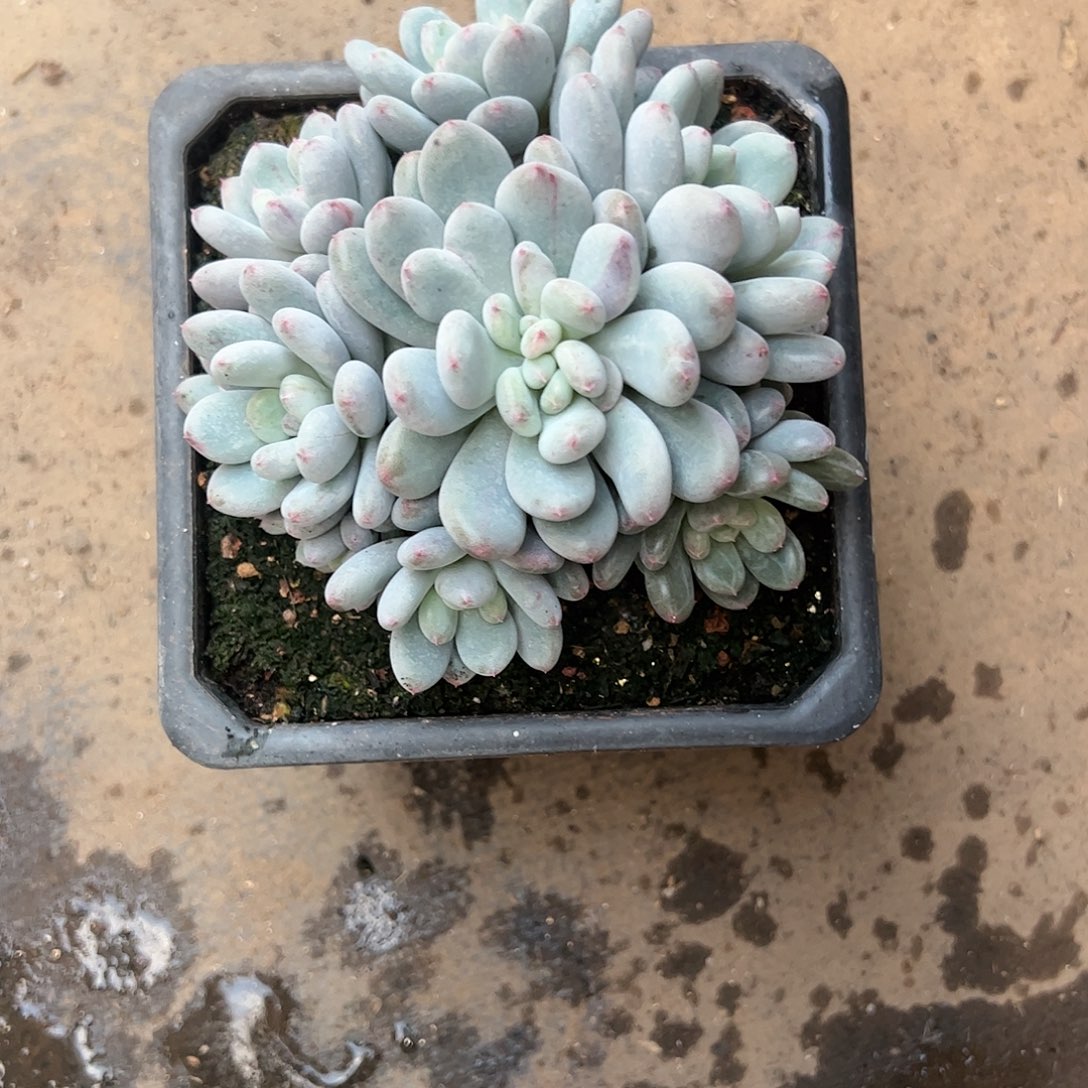 【闪购商品】香香雪手捧变异