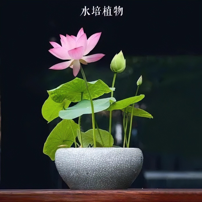 【水培碗莲种子】盆栽无土水培莲花四季开花水养赠营养液栽种发芽