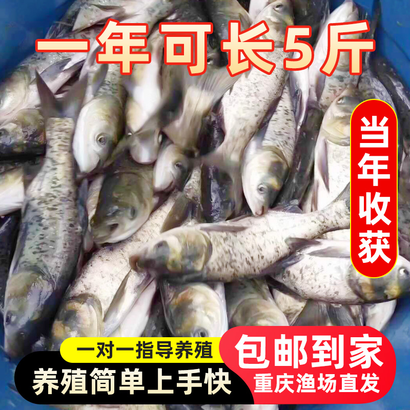 花鲢鱼胖大头鲢鳙鱼鱼苗白鲢养不死水养殖小活体宠物观赏鱼批发